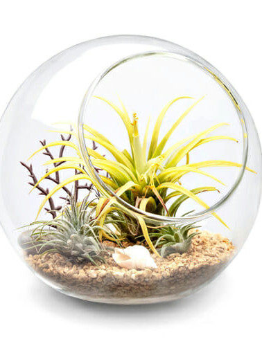 Terrarium Glass Globe