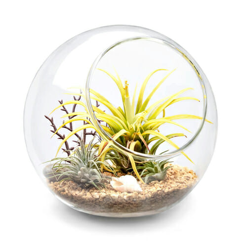 Terrarium Glass Globe