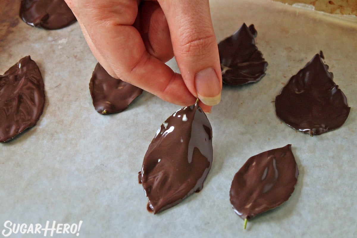 Setting a chocolate-covered leaf down on a parchment-covered baking sheet.