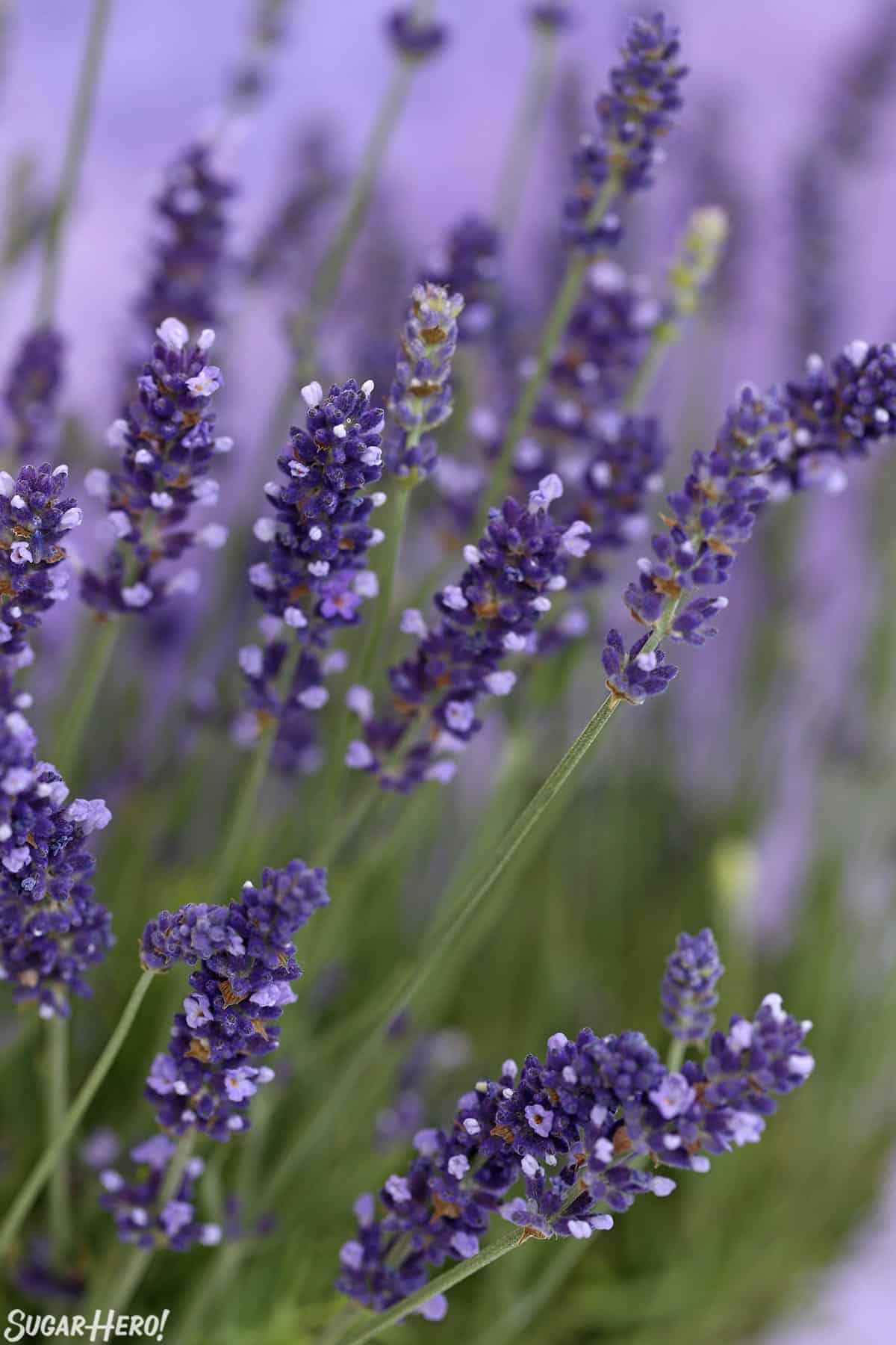 Close-up of culinary lavender with blooming buds, in front of a purple background.