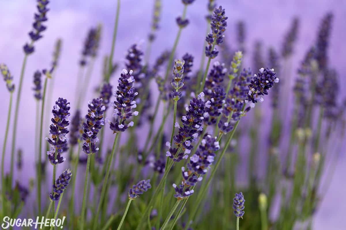 Close-up of culinary lavender with blooming buds, in front of a purple background.
