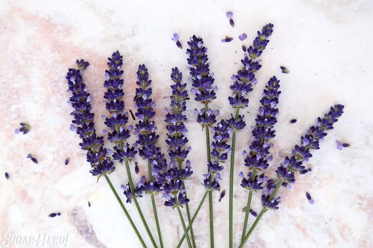 Overhead shot of fresh culinary lavender on a marble background.