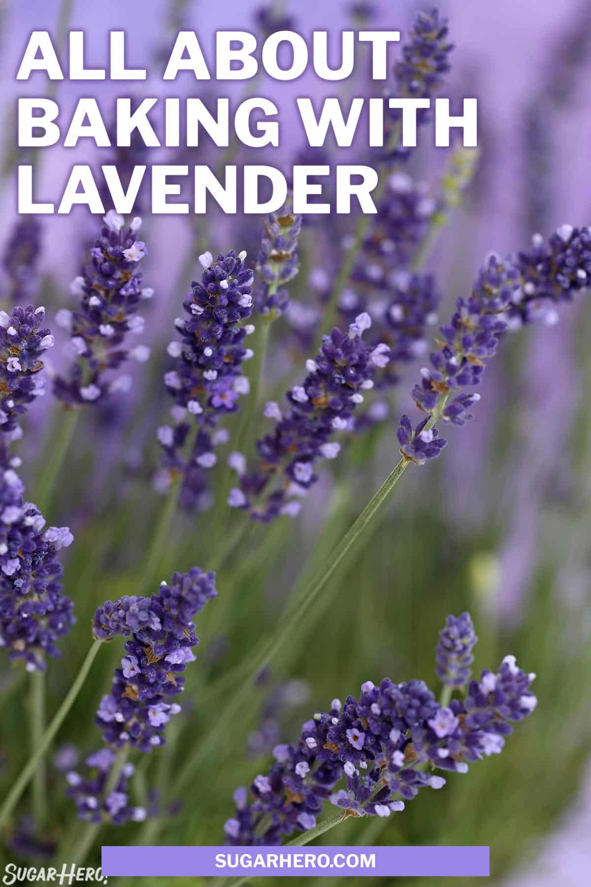 Baking with Lavender All About Culinary Lavender SugarHero