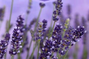 Photo of Culinary Lavender with text overlay for Pinterest.