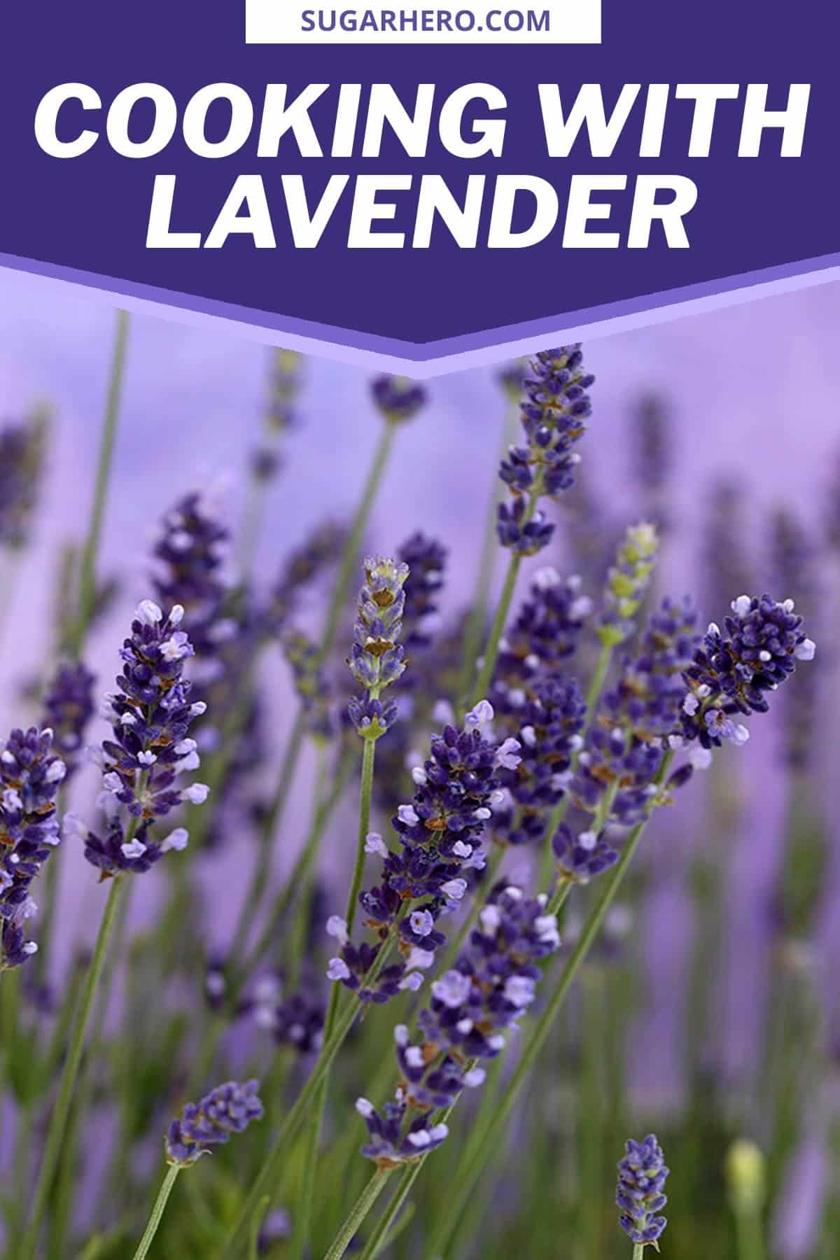 Baking with Lavender All About Culinary Lavender SugarHero