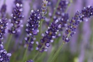 Photo of Culinary Lavender with text overlay for Pinterest.