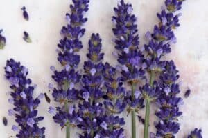 Photo of Culinary Lavender with text overlay for Pinterest.