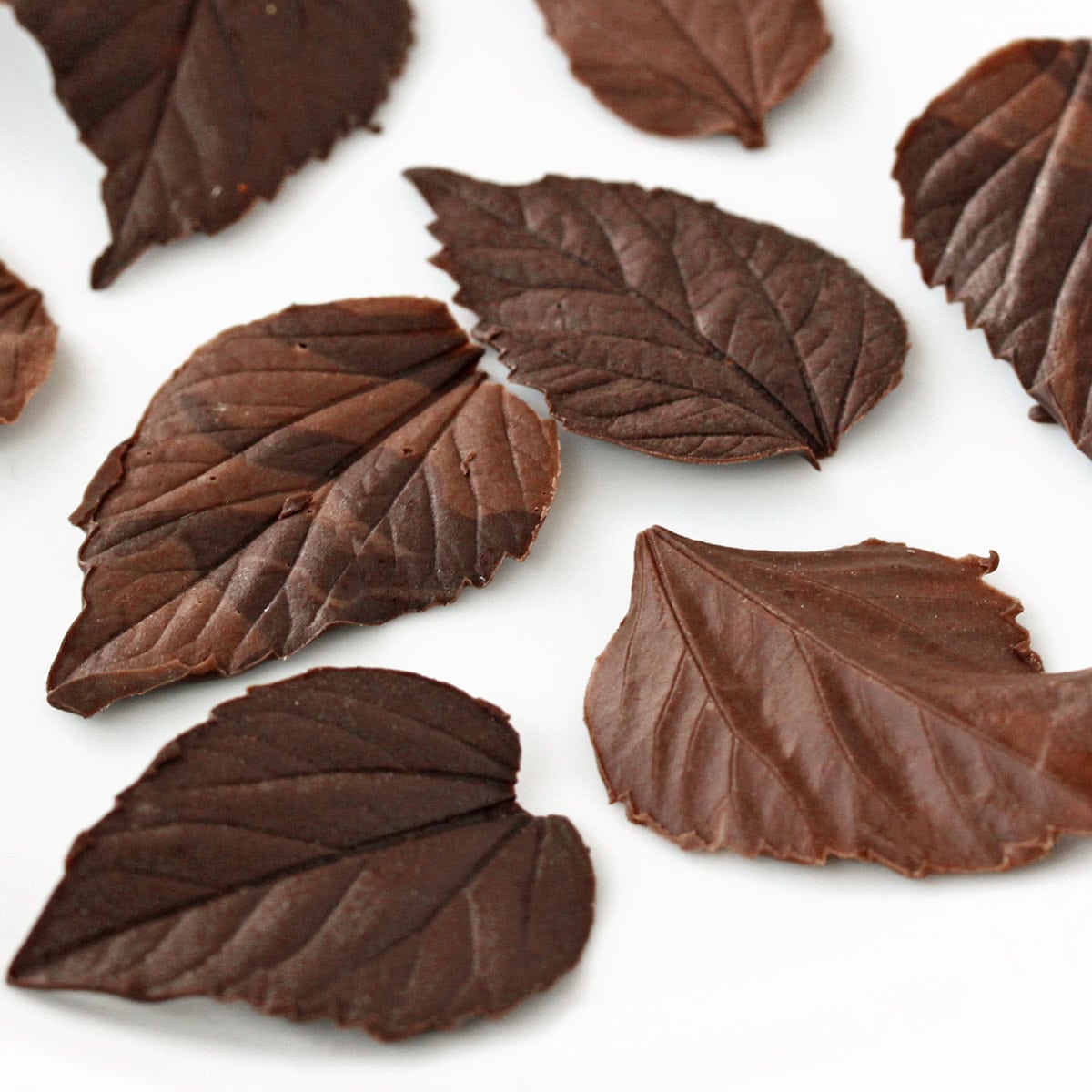 how-to-make-chocolate-leaves-sugarhero